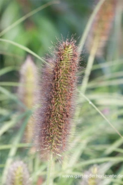 Garten-Federborstengras -Blatt Tanz Verkäufe P3004758 3 800x800