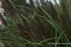 Garten-Federborstengras -Blatt Tanz Verkäufe P3004758 4 800x800