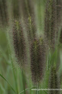 Garten-Federborstengras -Blatt Tanz Verkäufe P3004758 5 800x800