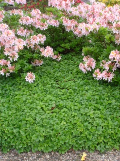 Dreiblättrige Waldsteinie -Blatt Tanz Verkäufe Waldsteinia20ternata204 800x800