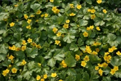 Dreiblättrige Waldsteinie -Blatt Tanz Verkäufe Waldsteinia20ternata205 800x800