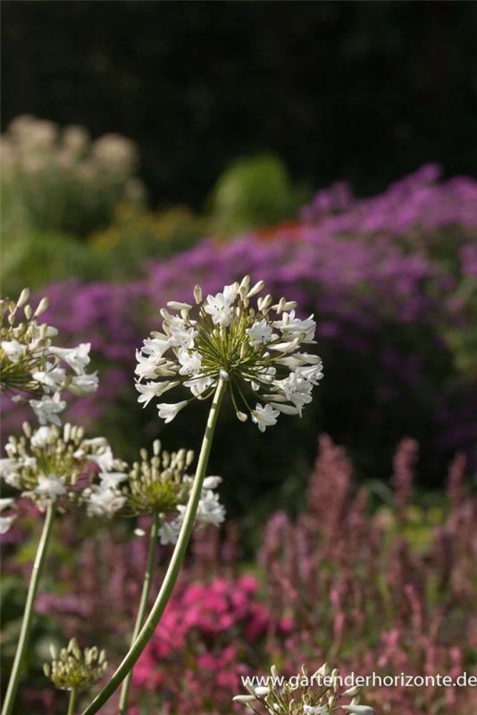 Blatt Tanz Verkäufe -Blatt Tanz Verkäufe